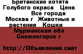 Британские котята Голубого окраса › Цена ­ 8 000 - Все города, Москва г. Животные и растения » Кошки   . Мурманская обл.,Снежногорск г.